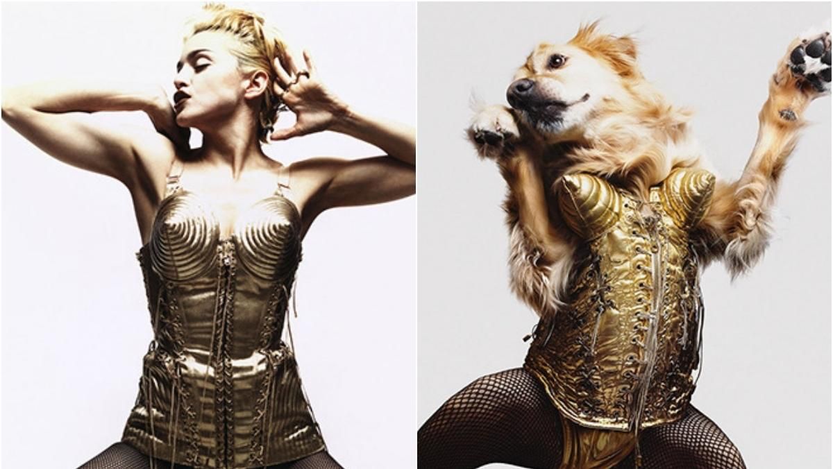 Ретривер стал моделью и воспроизводит легендарные образы певицы Мадонны: лучшие фото - Развлечения