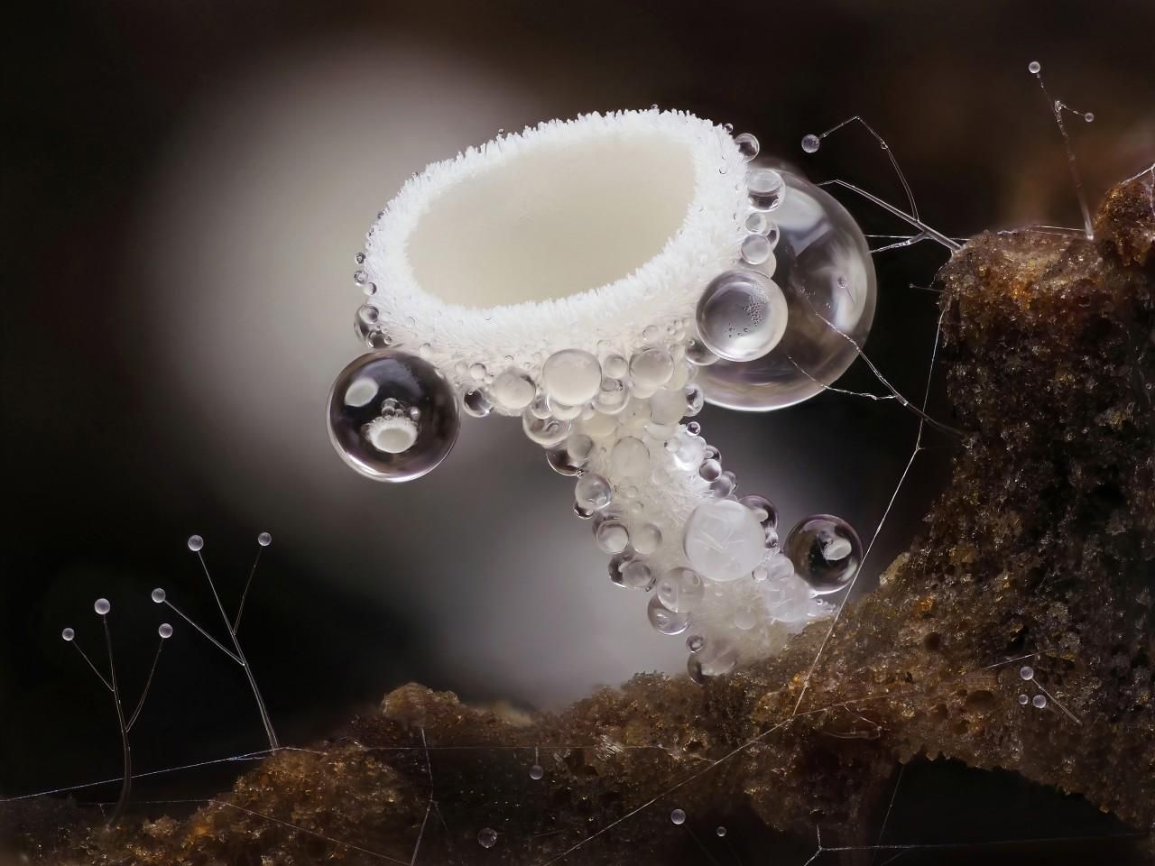 Стеклянное море и жизнь насекомых: смотрите подборку невероятных макро-фотографий