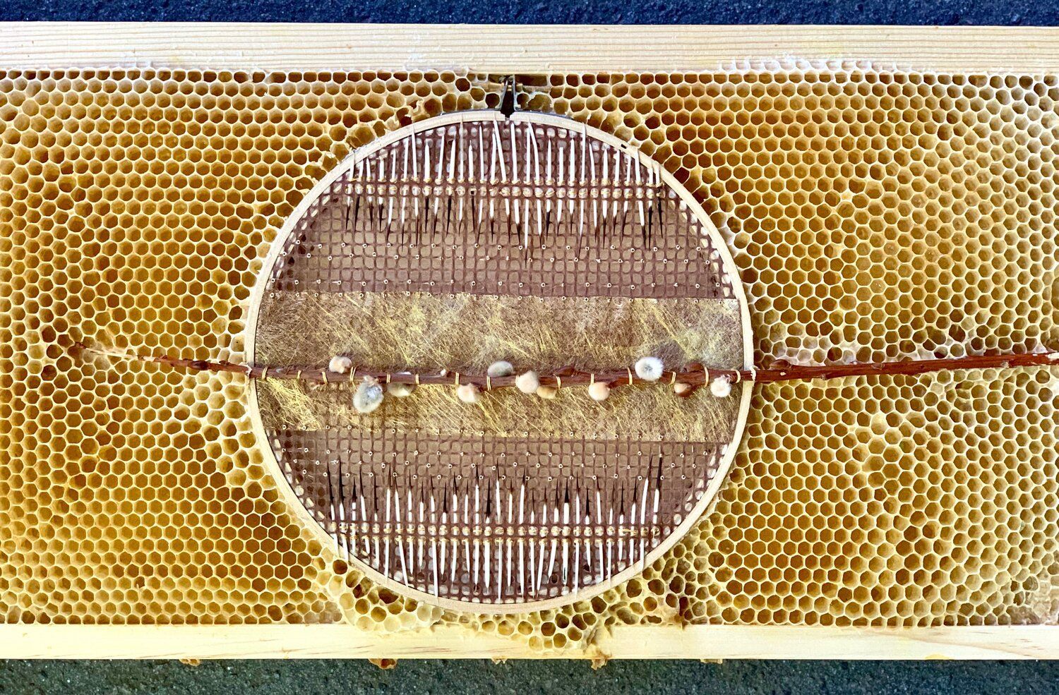 Пчелиный арт: художница создает замечательные картины вместе с насекомыми Пчелиный арт: художница создает замечательные картины вместе с насекомыми