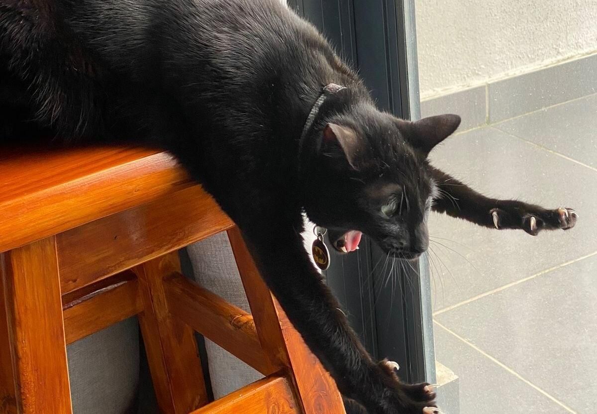 Упал со стула: кот стал звездой сети и героем мемов – забавная подборка Упал со стула: кот стал звездой сети и героем мемов – забавная подборка