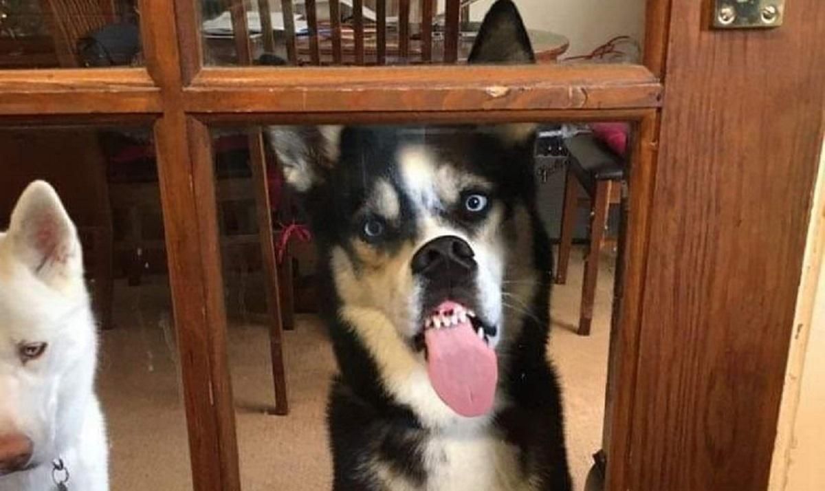 Хаскі може сидіти і лизати двері цілий день: таємницю брудних вікон розгадано – кумедні фото Хаскі може сидіти і лизати двері цілий день: таємницю брудних вікон розгадано – кумедні фото