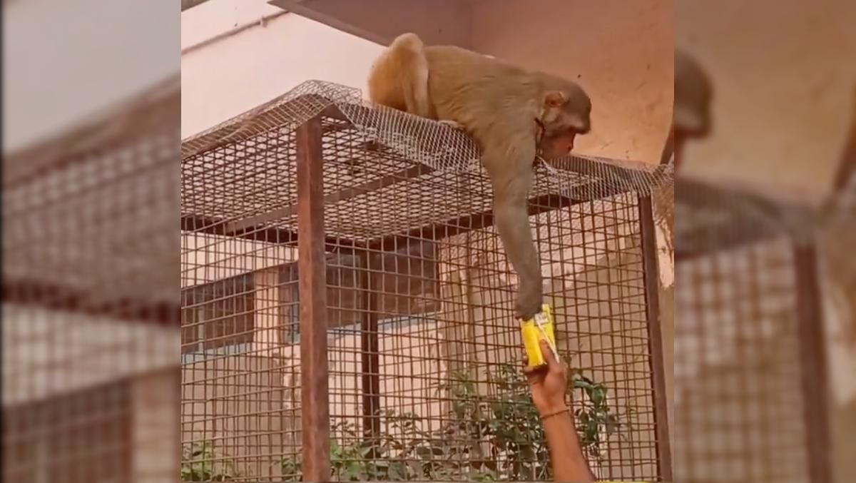 Плати и забирай: изобретательная обезьянка получила выкуп за украденную вещь - Развлечения