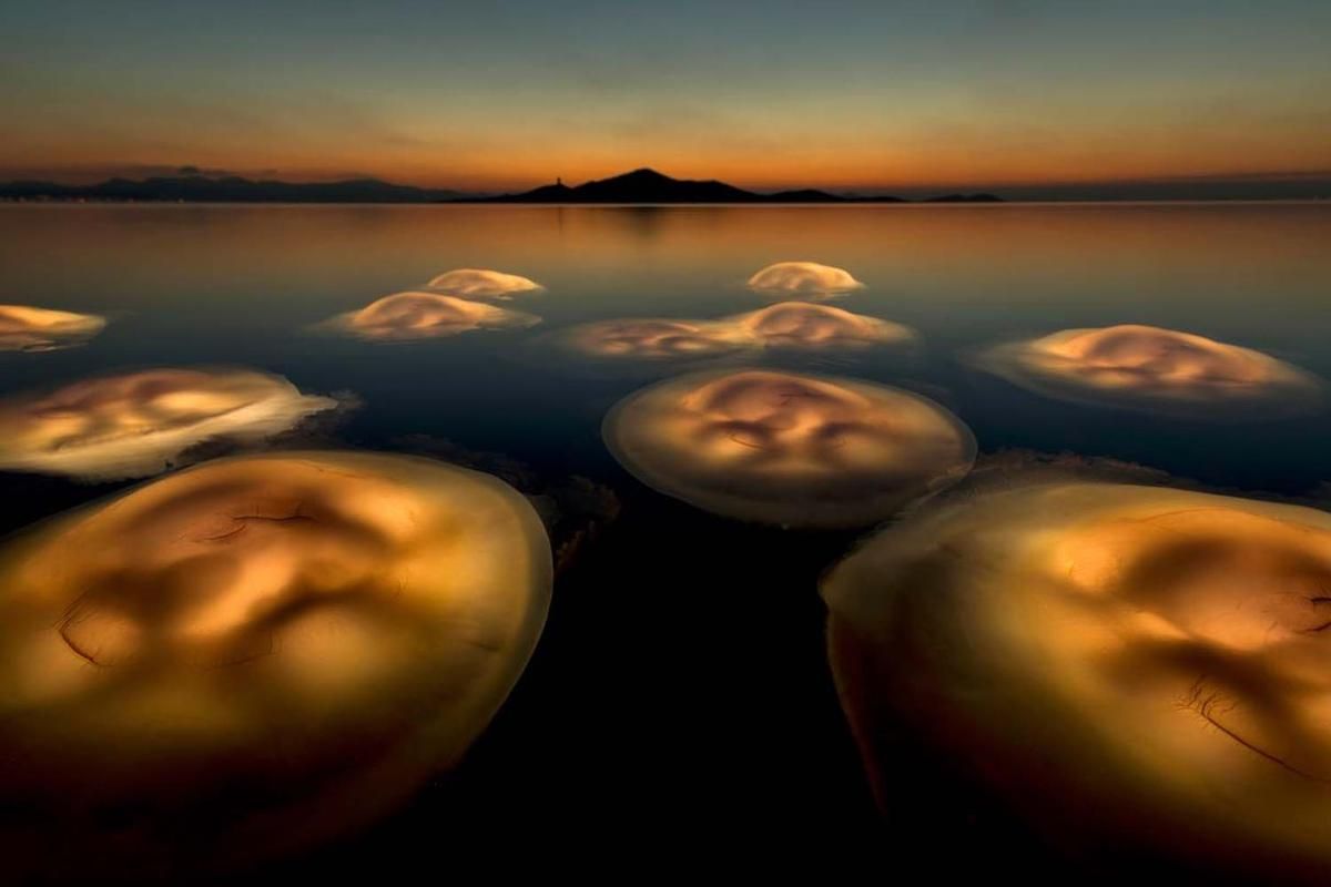 Наче підводні ліхтарі: фото чарівних медуз стала переможцем конкурсу світлин дикої природи - Розваги