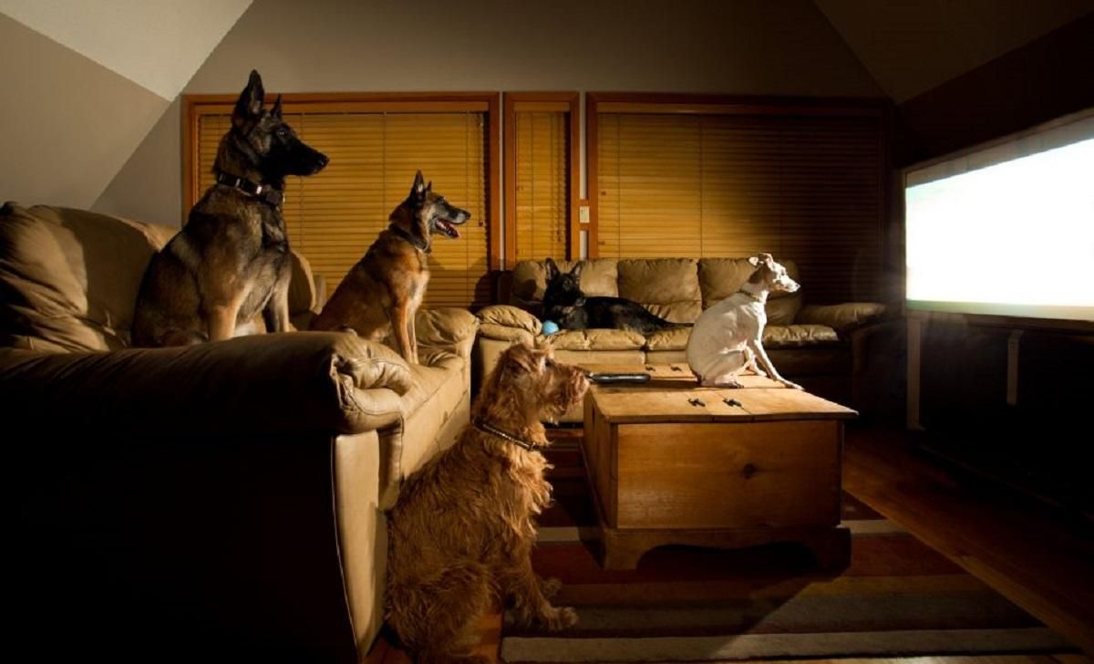 У собак з'явився власний телеканал DogTV: мільйони щасливих песиків по всьому світу У собак з'явився власний телеканал DogTV: мільйони щасливих песиків по всьому світу