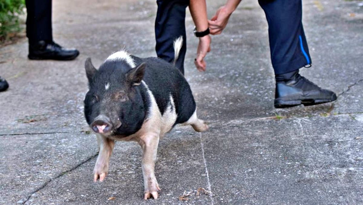 В США полицейские целый час догоняли свинью: они думали, что это чупакабра - Развлечения