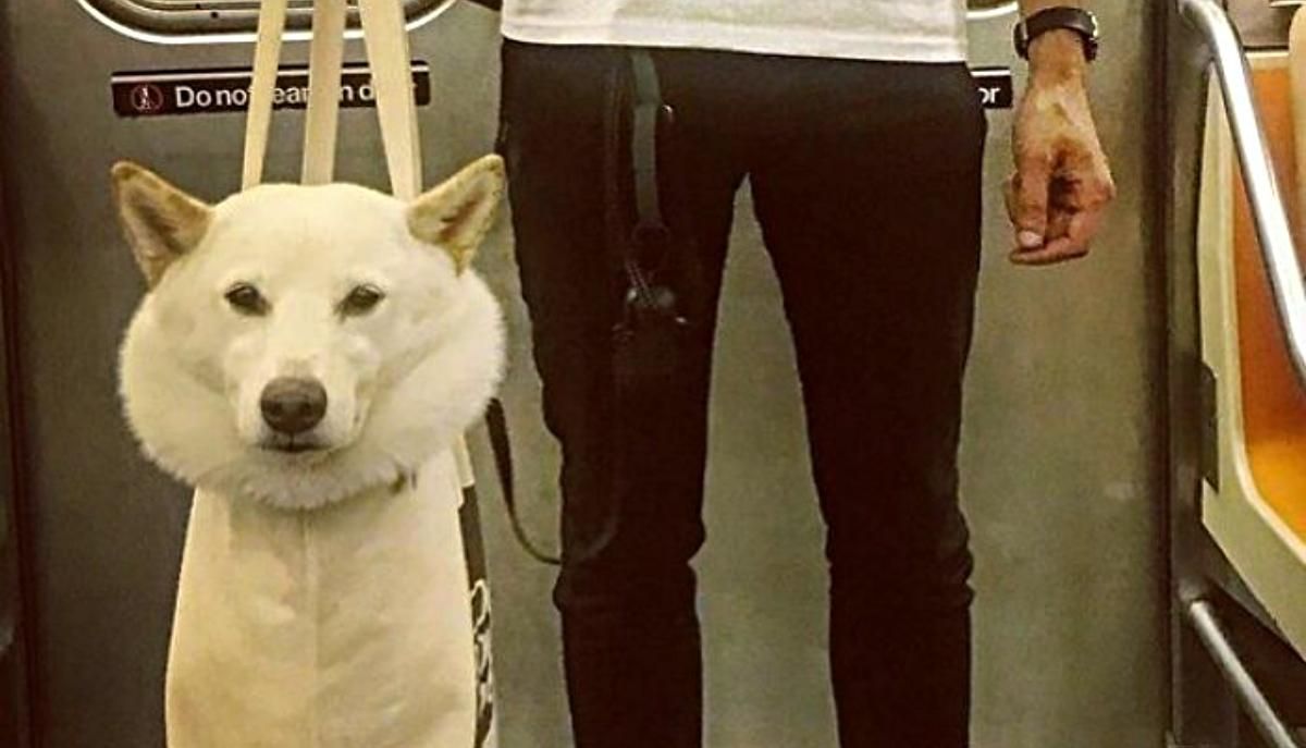 І великі, і малі: 20 кумедних фото собак, яких носять у сумках, а вони й не проти - Розваги І великі, і малі: 20 кумедних фото собак, яких носять у сумках, а вони й не проти - Розваги