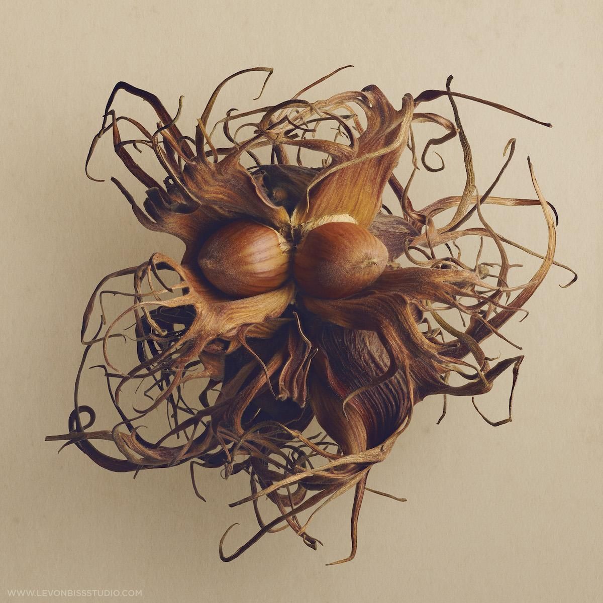Британський фотограф показує приховану красу насіння: дивовижні макросвітлини - Розваги