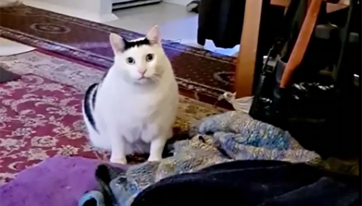 Деруны, вареники, – кот Бендер из вирусного видео рассказал, почему стоит приехать в Украину - Развлечения