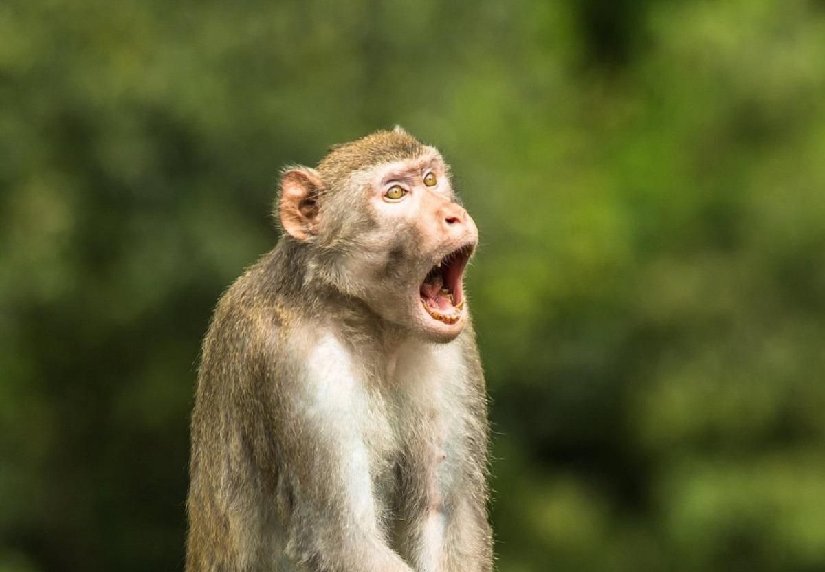 Не надто інтелектуальна: обрано найкумеднішу фотографію дикої природи 2021 року Не надто інтелектуальна: обрано найкумеднішу фотографію дикої природи 2021 року