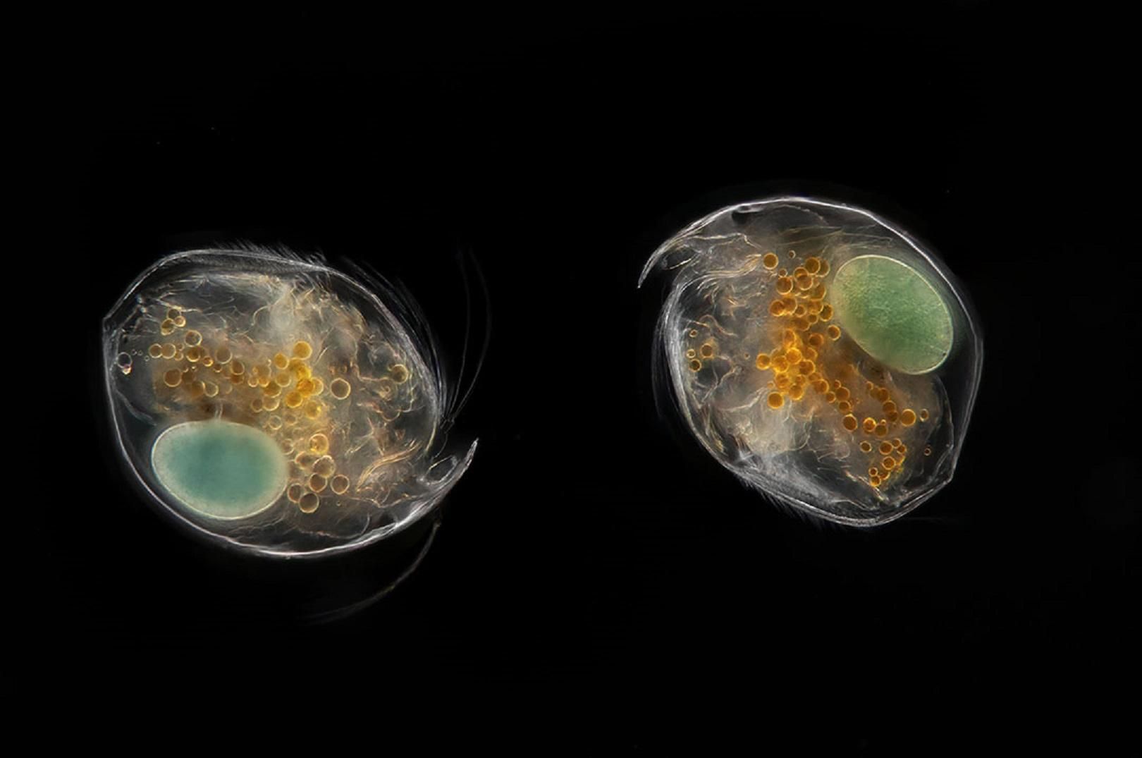Впечатляющий документальный фильм раскрывает жизнь подводных микроскопических существ