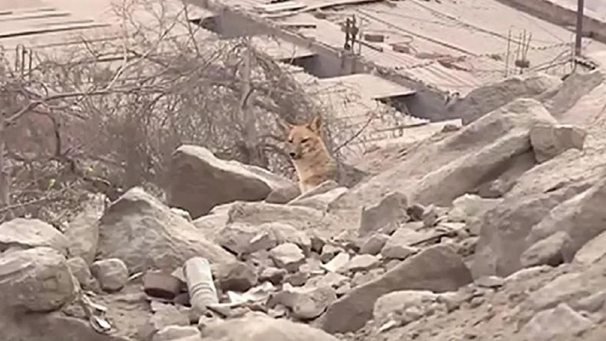 Лиса, а не хаски: домашний любимец, которого принимали за собаку, оказался хищником Лиса, а не хаски: домашний любимец, которого принимали за собаку, оказался хищником