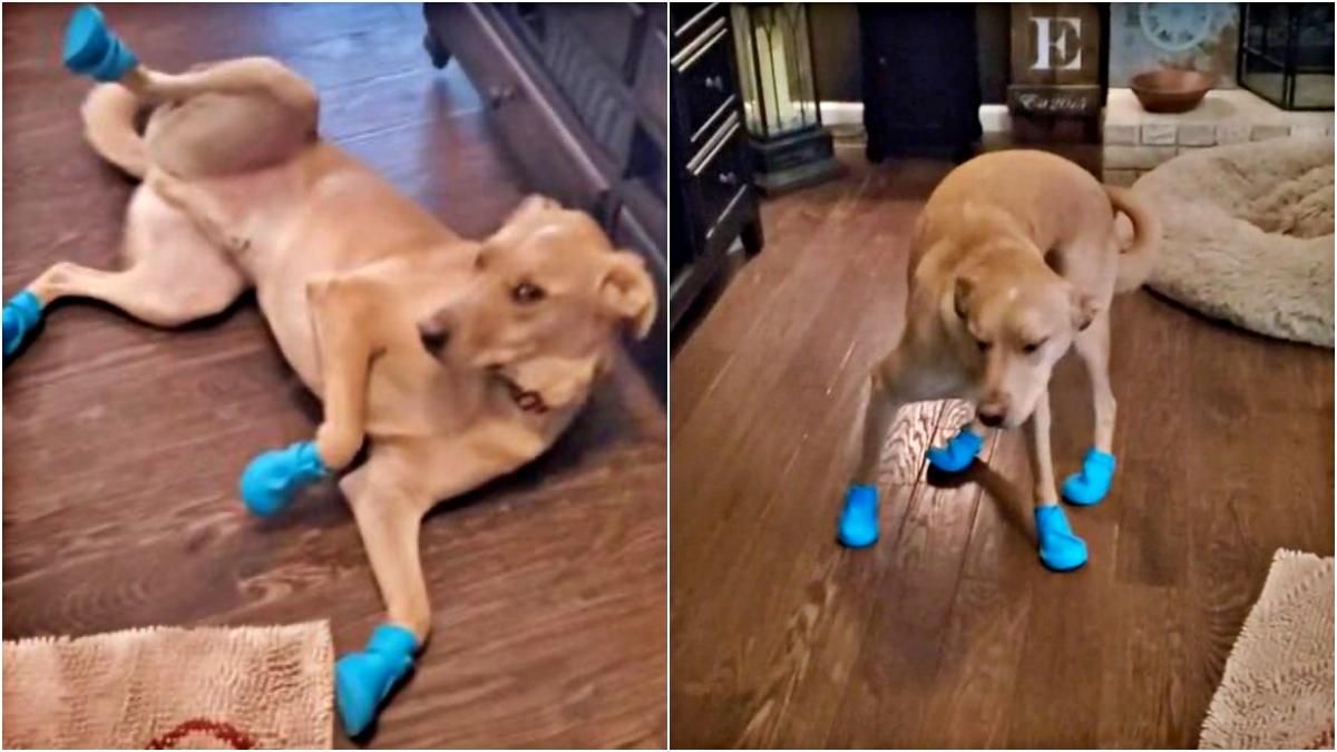 Забыл как ходить: забавный песик надел сапожки и стал звездой вирусного видео - Развлечения Забыл как ходить: забавный песик надел сапожки и стал звездой вирусного видео - Развлечения