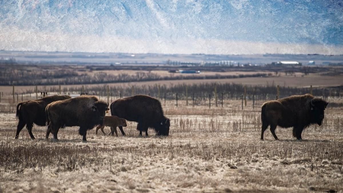 Допомогли бізони: у Канаді знайшли 1000-літній наскельний живопис - Розваги Допомогли бізони: у Канаді знайшли 1000-літній наскельний живопис - Розваги