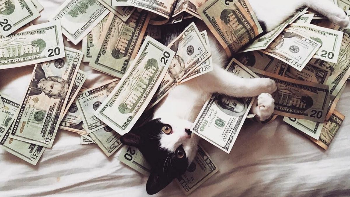 Купаются в деньгах: забавные фото котов, которые позируют с кучей наличных - Развлечения