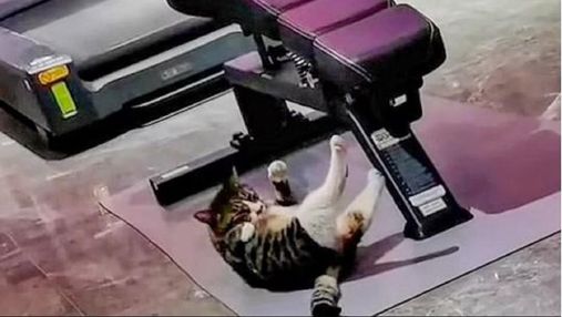 Мурлыкающий пресс: кот-бодибилдер стал звездой сети – забавное видео