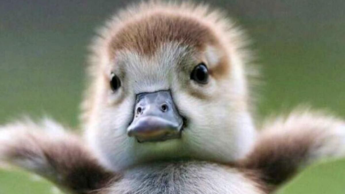 Несподіваний поворот: 15 разів, коли люди помітили щось дивне, і показали це в інтернеті - Розваги Несподіваний поворот: 15 разів, коли люди помітили щось дивне, і показали це в інтернеті - Розваги