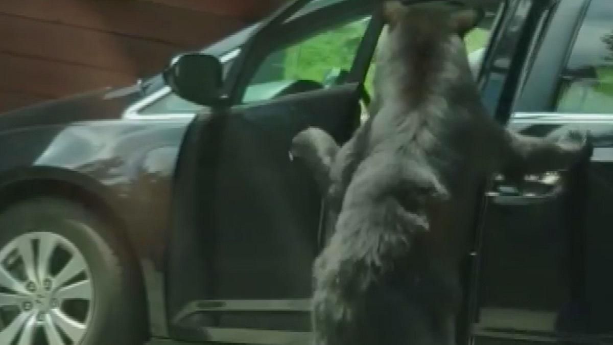 Четвероногий водитель: медведь умело открывает две двери автомобиля одновременно