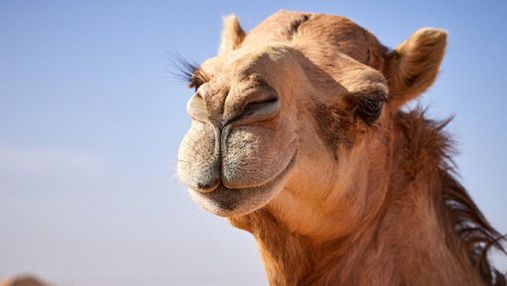 Через ін'єкції ботоксу: в Саудівській Аравії верблюдів дискваліфікували на конкурсі краси 
