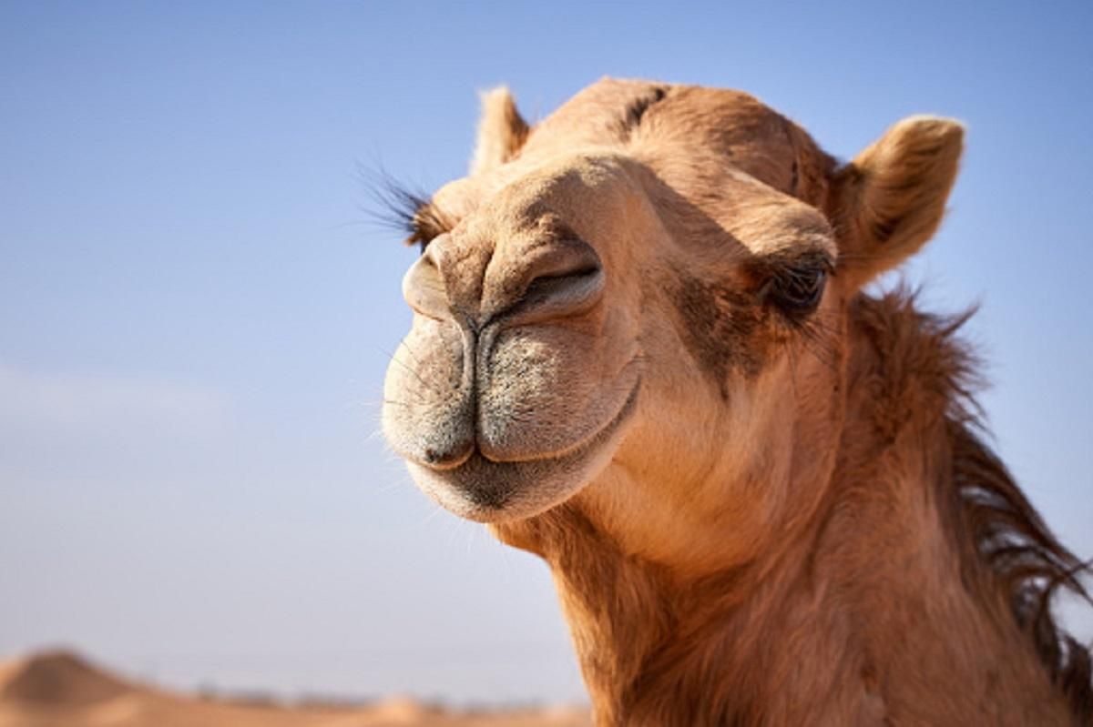 Из-за инъекций ботокса: в Саудовской Аравии верблюдов дисквалифицировали на конкурсе красоты