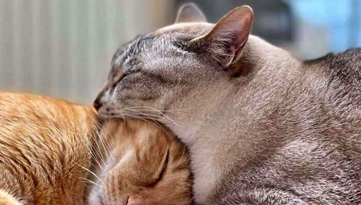 Обман зрения: 20 странных фотографий, которые трудно понять с первого взгляда - Развлечения Обман зрения: 20 странных фотографий, которые трудно понять с первого взгляда - Развлечения