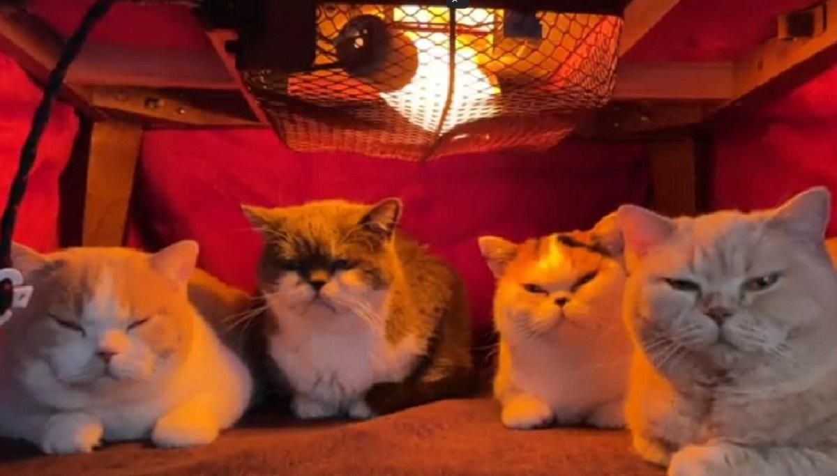 Найкращий спосіб пережити зиму від японських котиків