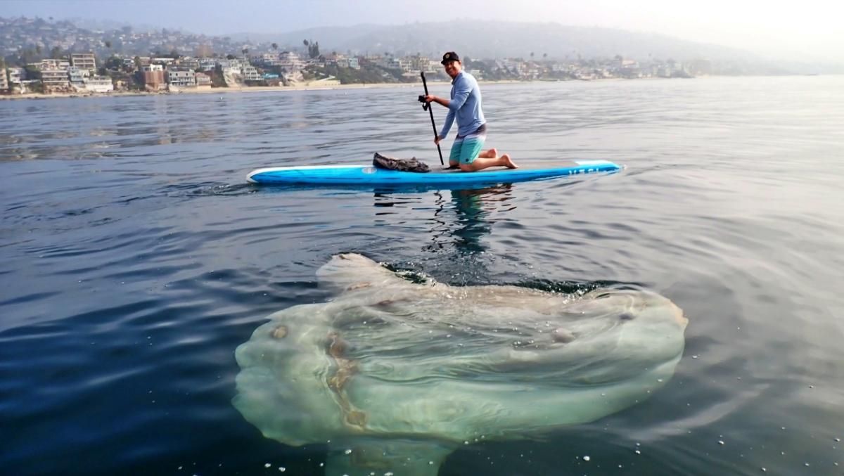 Американці зустріли гігантську рибу-місяць, коли каталися на сапсерфах - Розваги Американці зустріли гігантську рибу-місяць, коли каталися на сапсерфах - Розваги