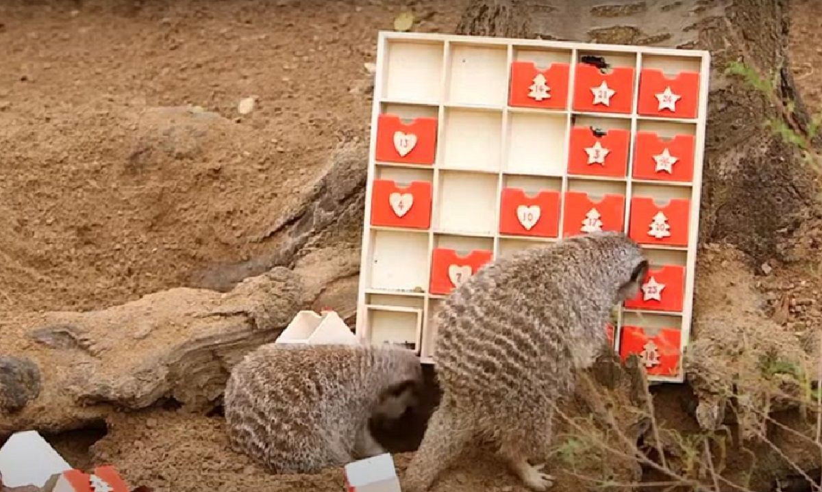 Нетерплячка: сурикати відкрили весь адвент-календар за один раз Нетерплячка: сурикати відкрили весь адвент-календар за один раз