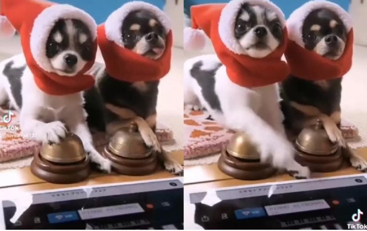 Новогодний оркестр, который поднимет вам настроение: видео с песиками-музыкантами стало вирусным Новогодний оркестр, который поднимет вам настроение: видео с песиками-музыкантами стало вирусным