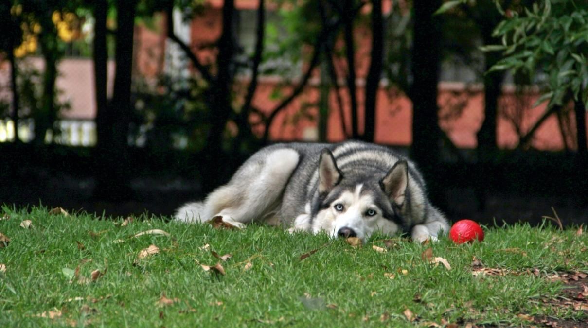 Собака вкрала 5-кілограмову коробку з сусідського ґанку: відео курйозного злочину - Розваги Собака вкрала 5-кілограмову коробку з сусідського ґанку: відео курйозного злочину - Розваги