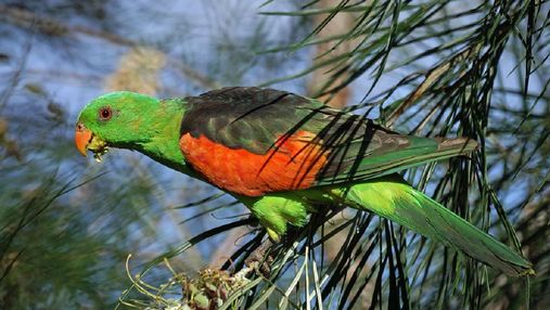 Важке похмілля: п'яні папуги набридають жителям австралійського містечка