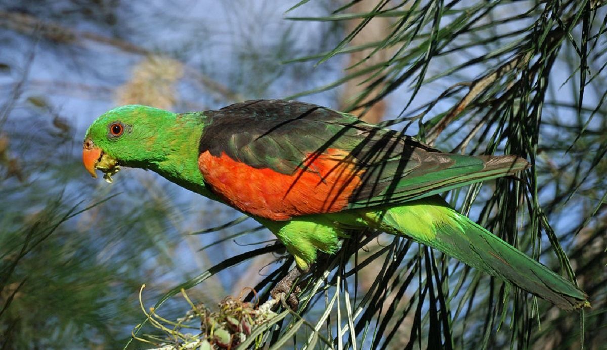 Тяжелое похмелье: пьяные попугаи надоедают жителям австралийского городка
