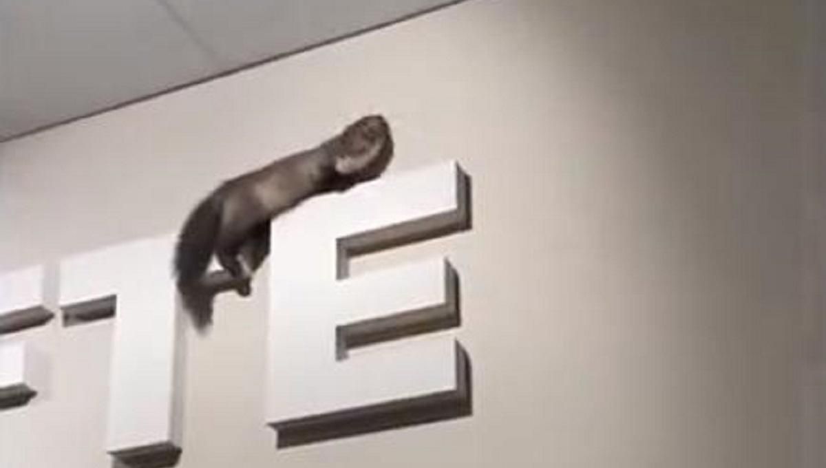 У працівників магазину видався важкий день: куниця розгромила супермаркет У працівників магазину видався важкий день: куниця розгромила супермаркет