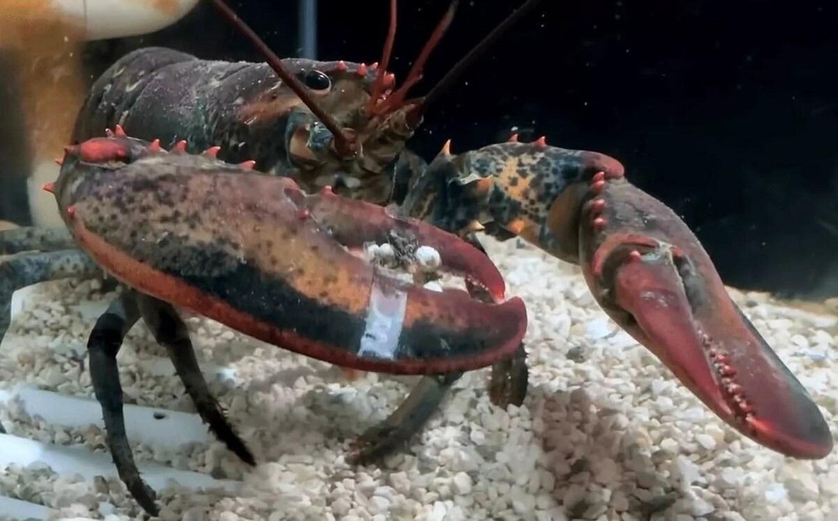 Вже не їжа: чоловік купив у супермаркеті лобстера та врятував його від жахливої участі Вже не їжа: чоловік купив у супермаркеті лобстера та врятував його від жахливої участі