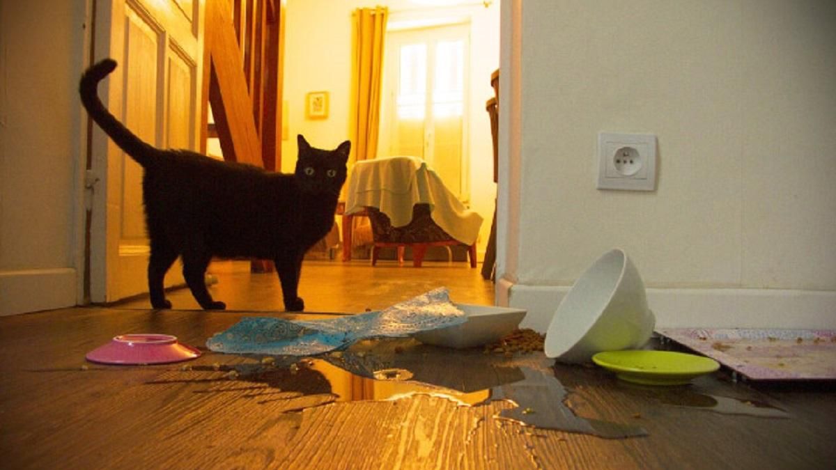 Кто это сделал: фото, на которых котики устроили беспорядок и делают вид якобы это не они Кто это сделал: фото, на которых котики устроили беспорядок и делают вид якобы это не они