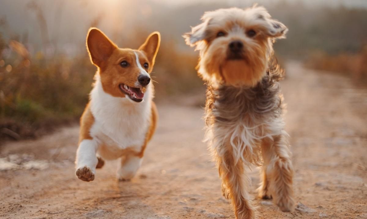 Почему ссорятся женщины: владелицы собак подрались из-за спора об их воспитании Почему ссорятся женщины: владелицы собак подрались из-за спора об их воспитании