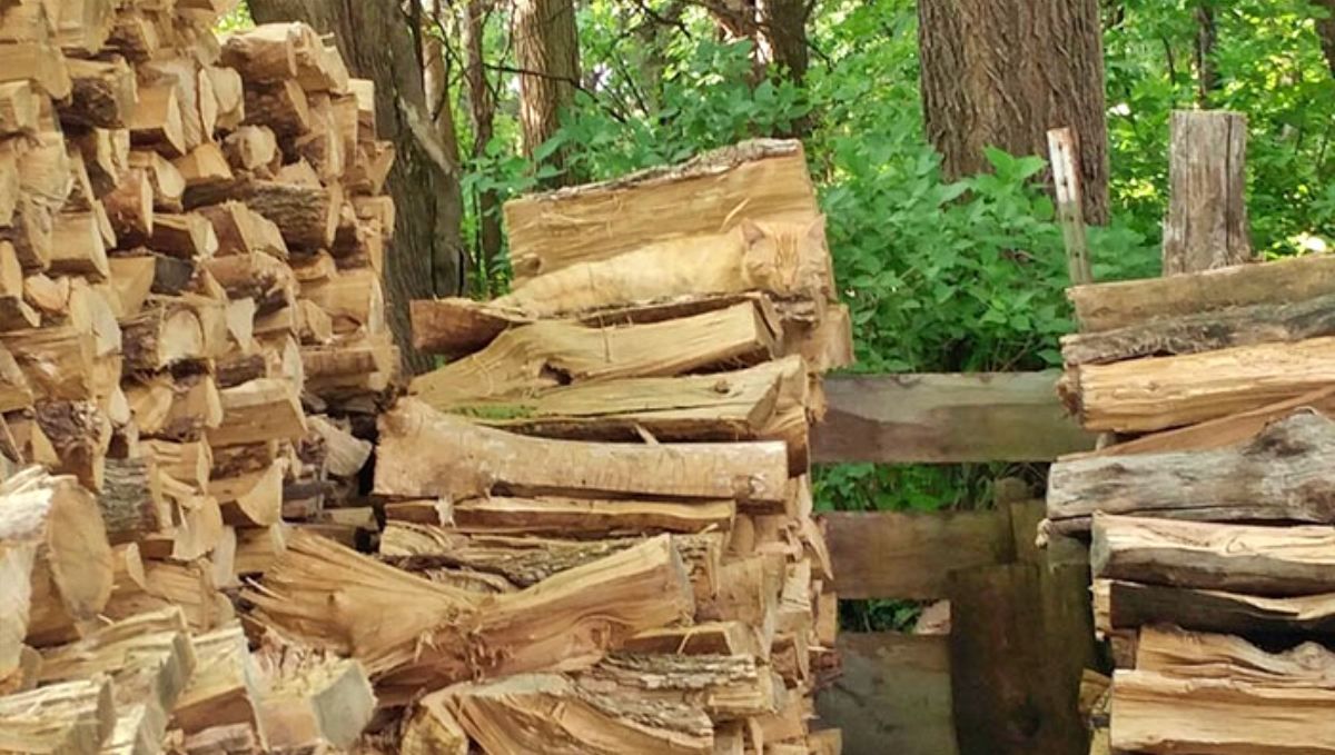 Ідеальний камуфляж: 15 кумедних випадків випадкового, але дуже вдалого маскування - Розваги Ідеальний камуфляж: 15 кумедних випадків випадкового, але дуже вдалого маскування - Розваги