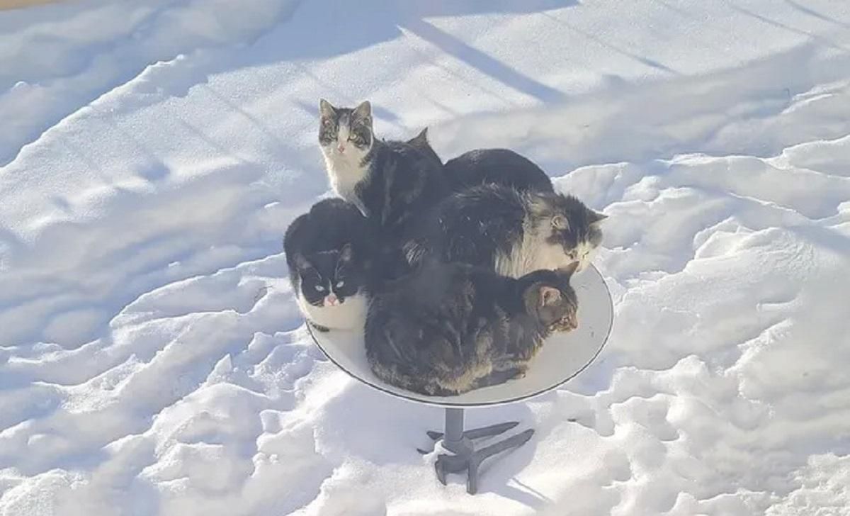 С функцией обогрева: котики оккупируют спутниковые тарелки Илона Маска Starlink С функцией обогрева: котики оккупируют спутниковые тарелки Илона Маска Starlink