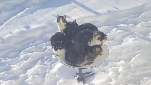 С функцией обогрева: котики оккупируют спутниковые тарелки Илона Маска Starlink