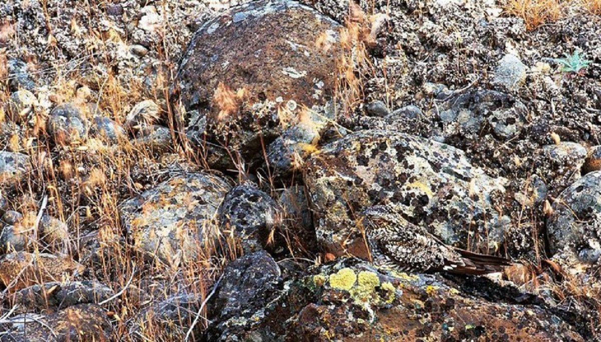 Трюк зі зникненням: добірка фотографій, на яких вдало сховалися представники дикої природи Трюк зі зникненням: добірка фотографій, на яких вдало сховалися представники дикої природи