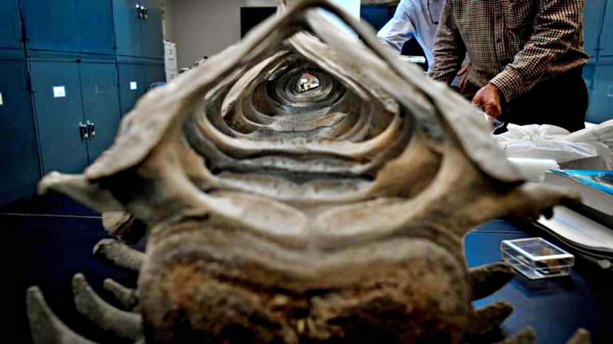 Пара несколько лет хранила в гараже кости давно вымершего кита: как это возможно - Развлечения Пара несколько лет хранила в гараже кости давно вымершего кита: как это возможно - Развлечения