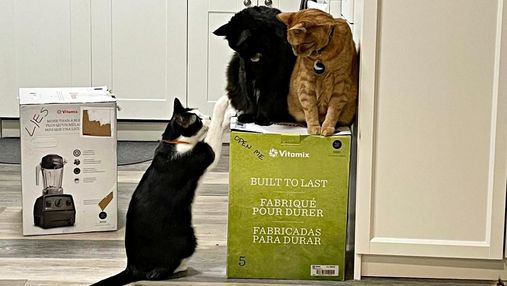 Коти окупували коробку з новим блендером: господарі не можуть скористатися приладом