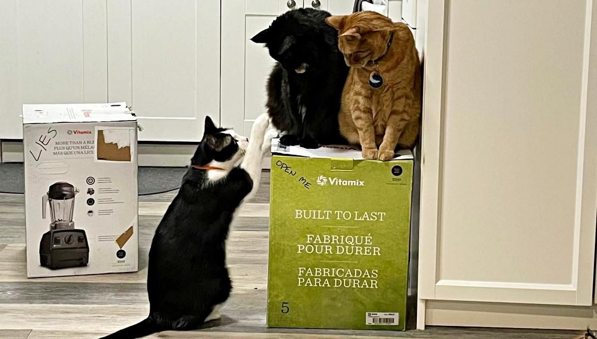 Коти окупували коробку з новим блендером: господарі не можуть скористатися приладом - Розваги Коти окупували коробку з новим блендером: господарі не можуть скористатися приладом - Розваги