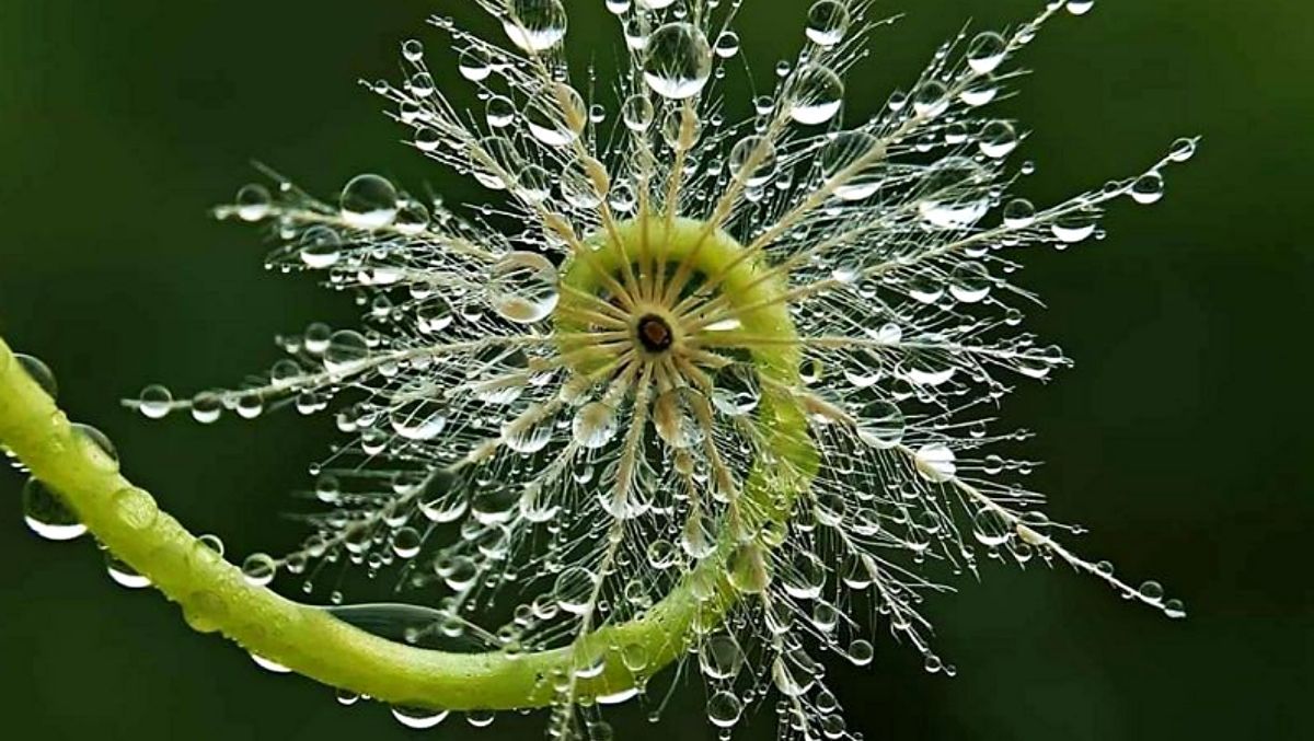 Жодного фотошопу: 15 прикладів дивовижної симетрії у природі - Розваги Жодного фотошопу: 15 прикладів дивовижної симетрії у природі - Розваги