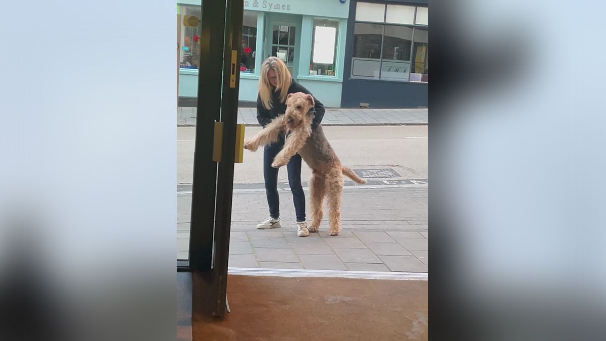 Собака хотів піти у паб, а його власниця ні - кумедне відео Собака хотів піти у паб, а його власниця ні - кумедне відео