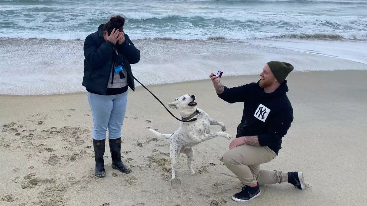 Собака Бризи стала звездой сети Собака Бризи стала звездой сети