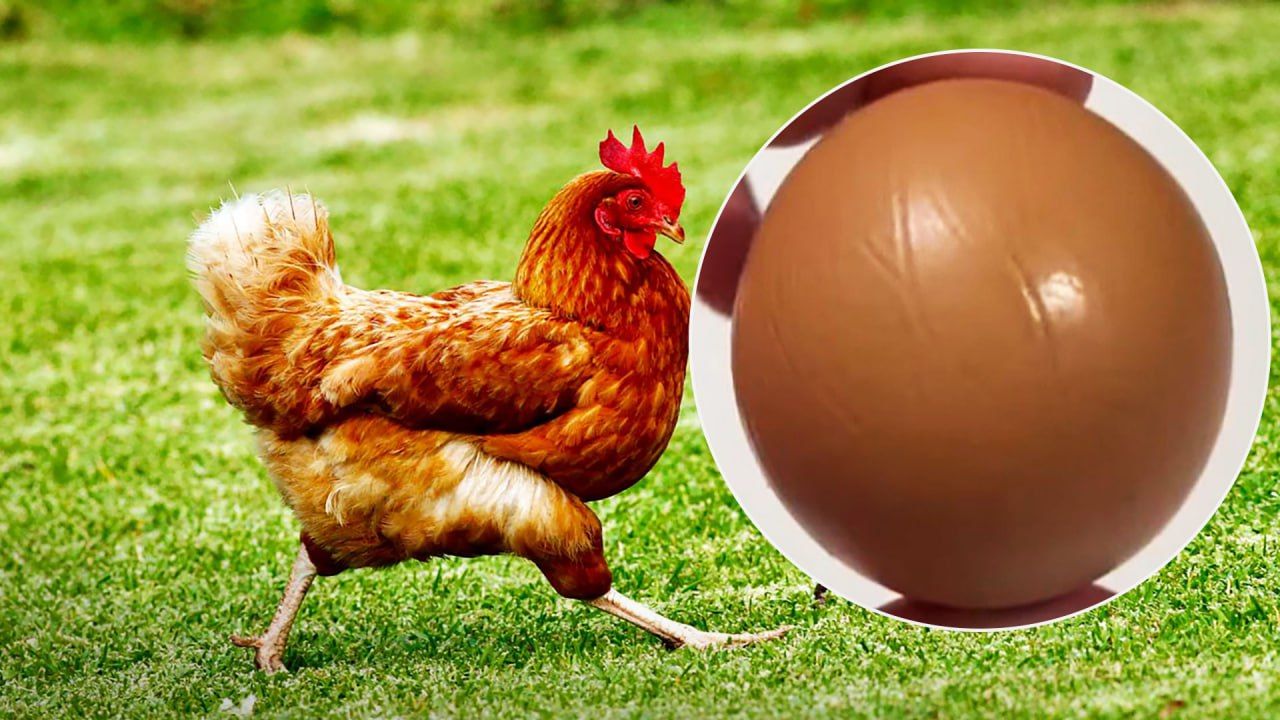 "Одно на миллиард": в обычном супермаркете Австралии приобрели уникальное яйцо
