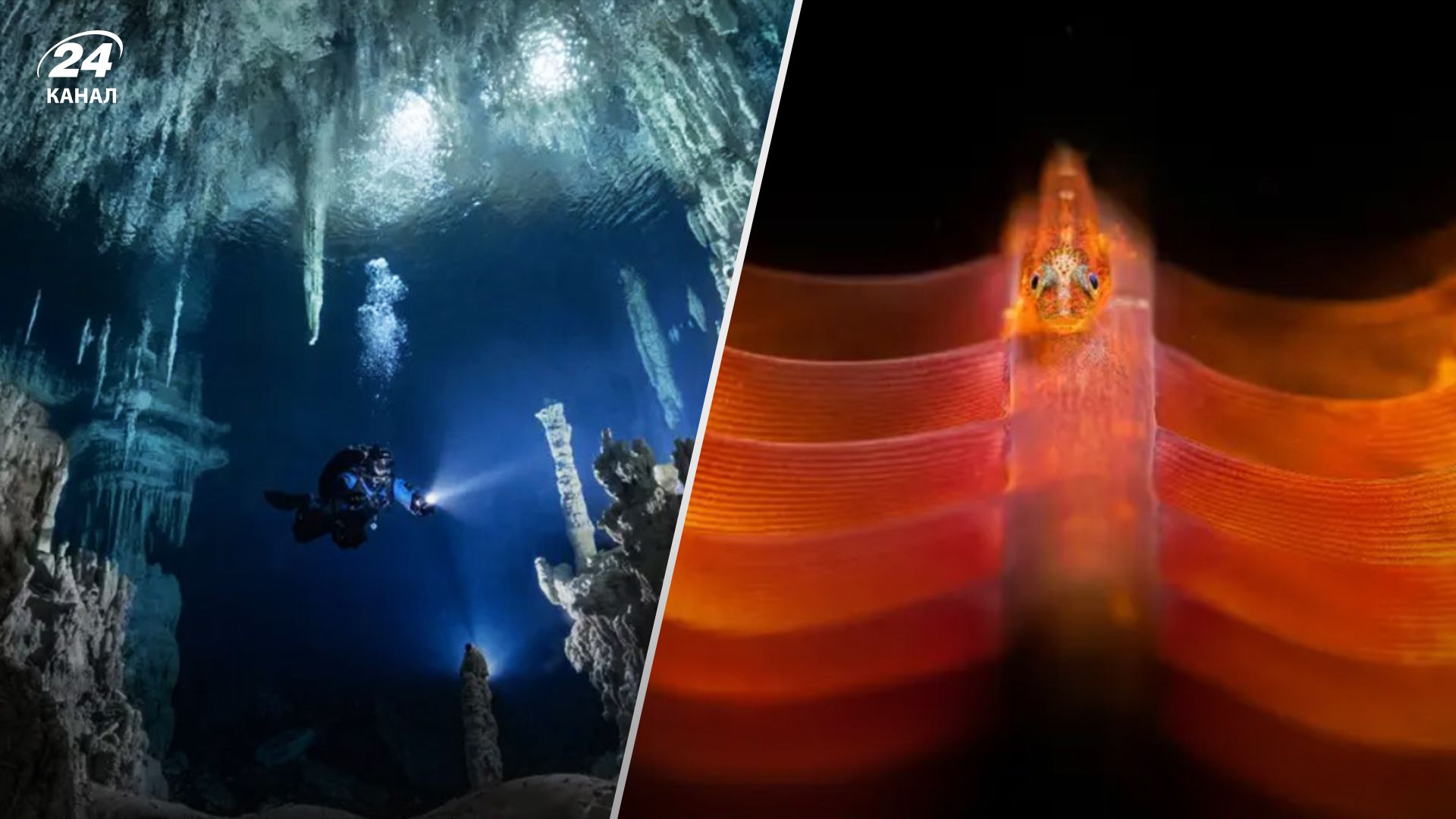 Конкурс Underwater Photography Guide оголосив переможців – фантастичні світлини Конкурс Underwater Photography Guide оголосив переможців – фантастичні світлини