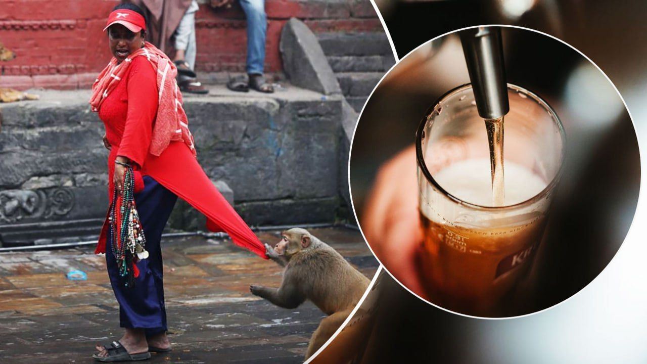 В Непале обезьяна, которая ходила в магазин и распивала алкоголь с местными, покусала тысячи людей - Развлечения