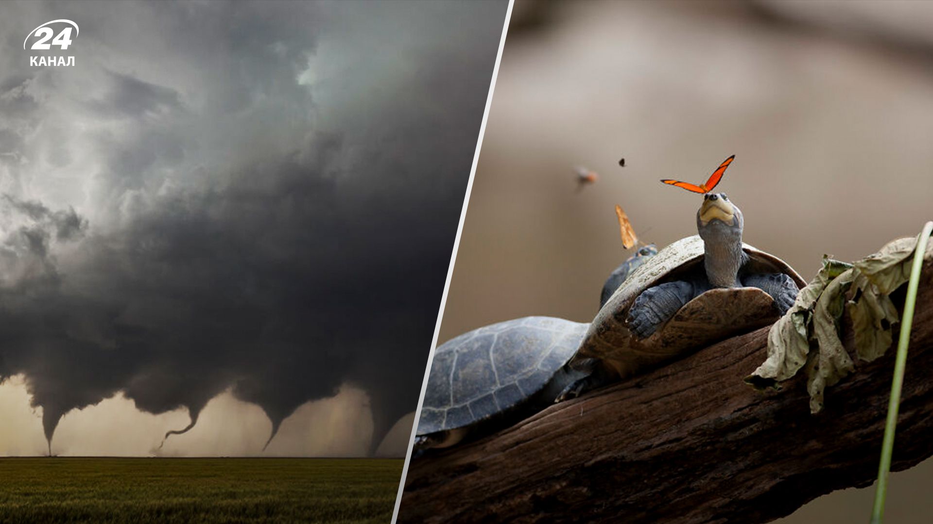 Викисклад представил подборку самых красивых фото за последние 16 лет Викисклад представил подборку самых красивых фото за последние 16 лет