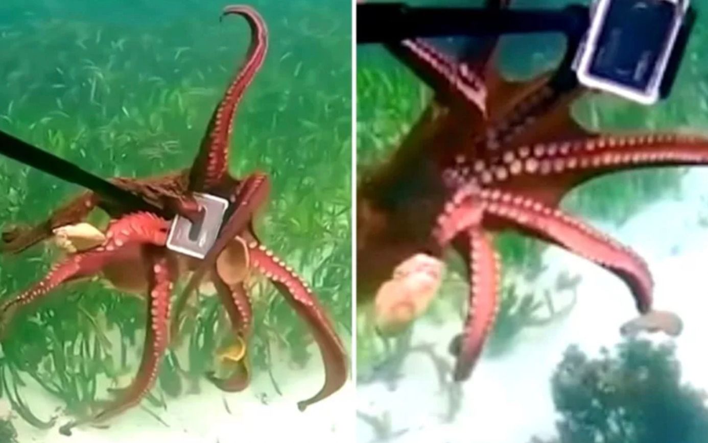 Осьминог забрал у парня GoPro Осьминог забрал у парня GoPro